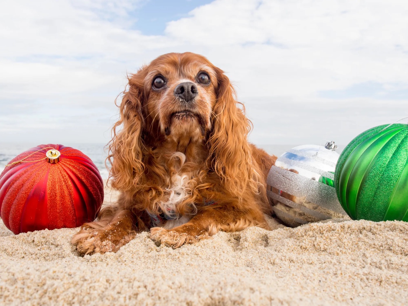Sparky lying in the sand between big red, silver and green Christmas ornaments.