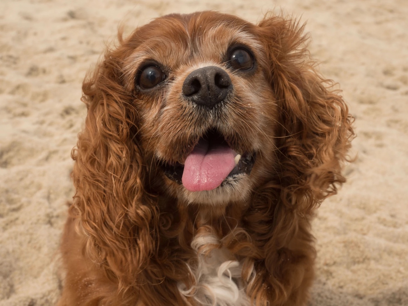 Close-up of Sparky smiling on the sand, tongue out.