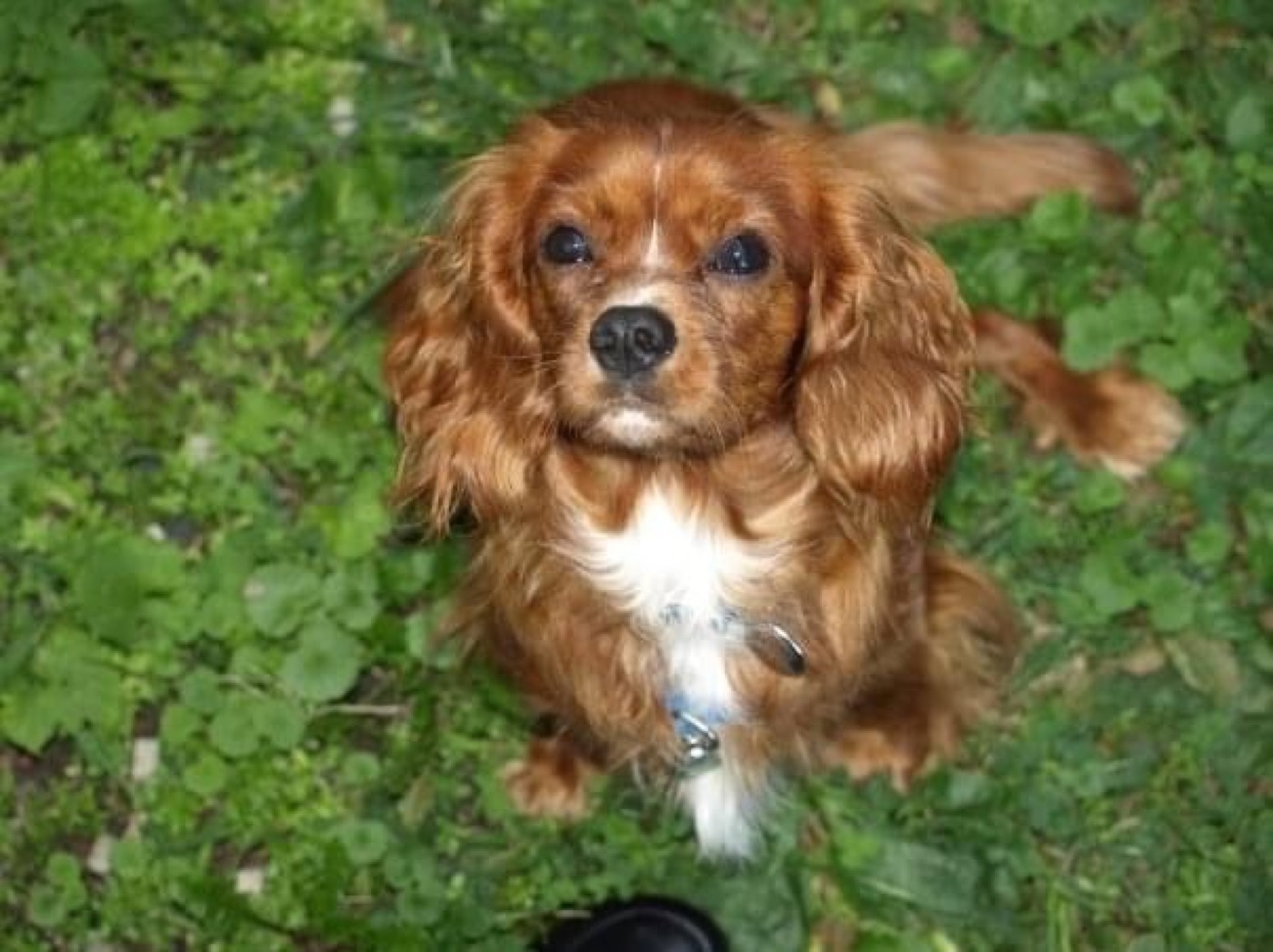 Young Sparky sitting in green clover, looking up at the camera.