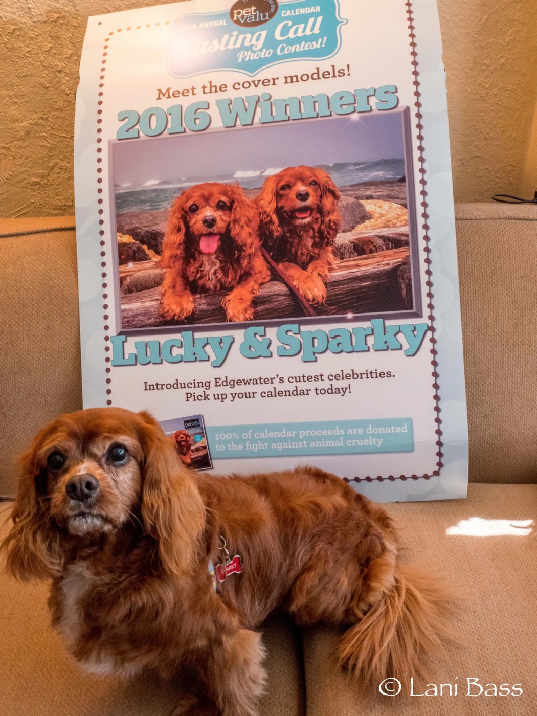 Sparky on the couch in front of the Pet Valu 2016 calendar poster of Lucky and Sparky.