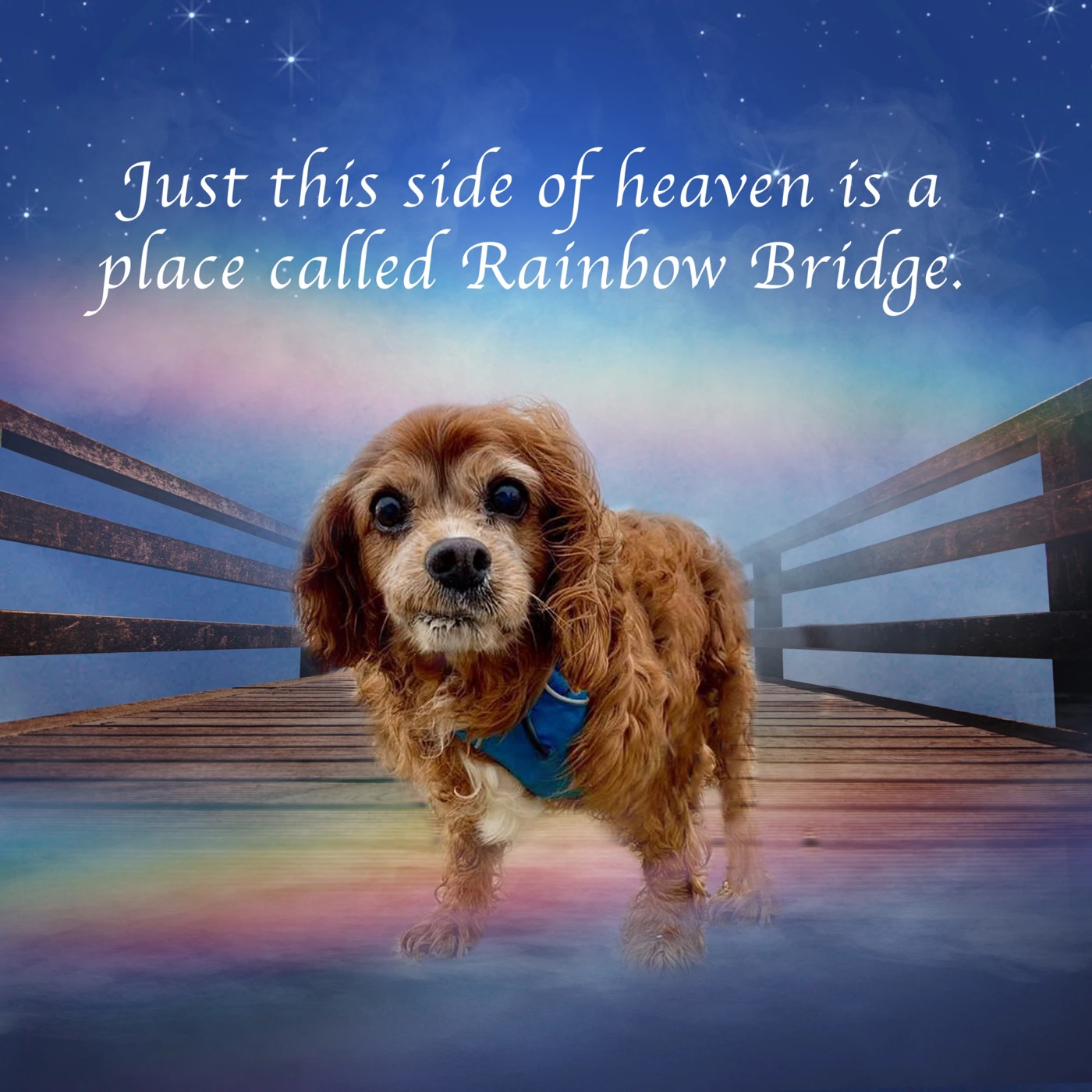 Sparky on a wooden bridge under a starry sky with a soft rainbow: Just this side of heaven is a place called Rainbow Bridge.
