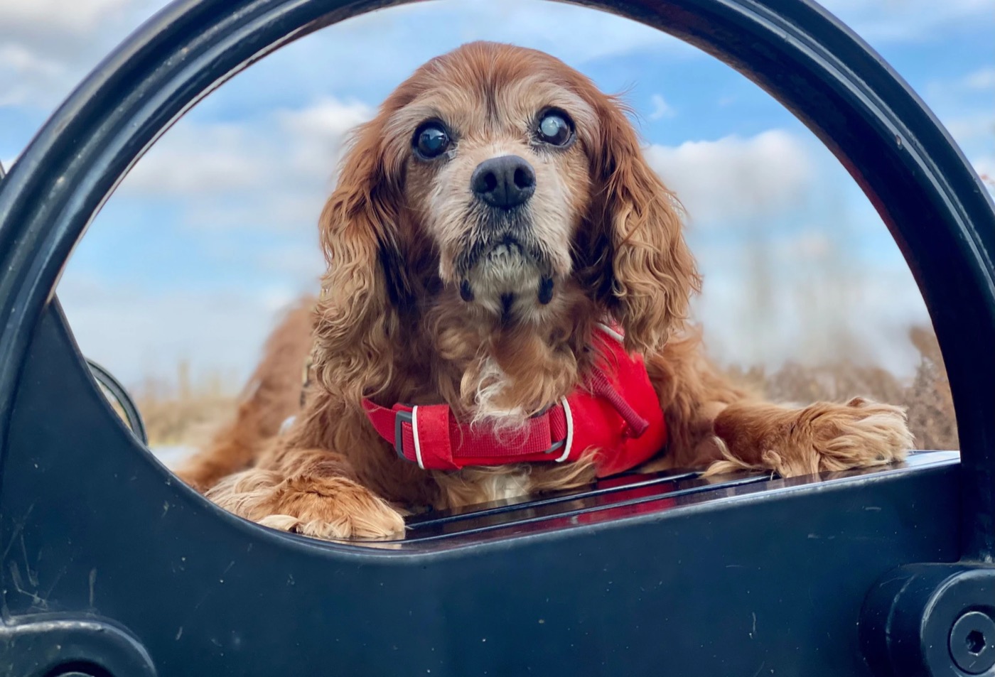 Sparky in a red harness, framed in a black ring against a blue sky.