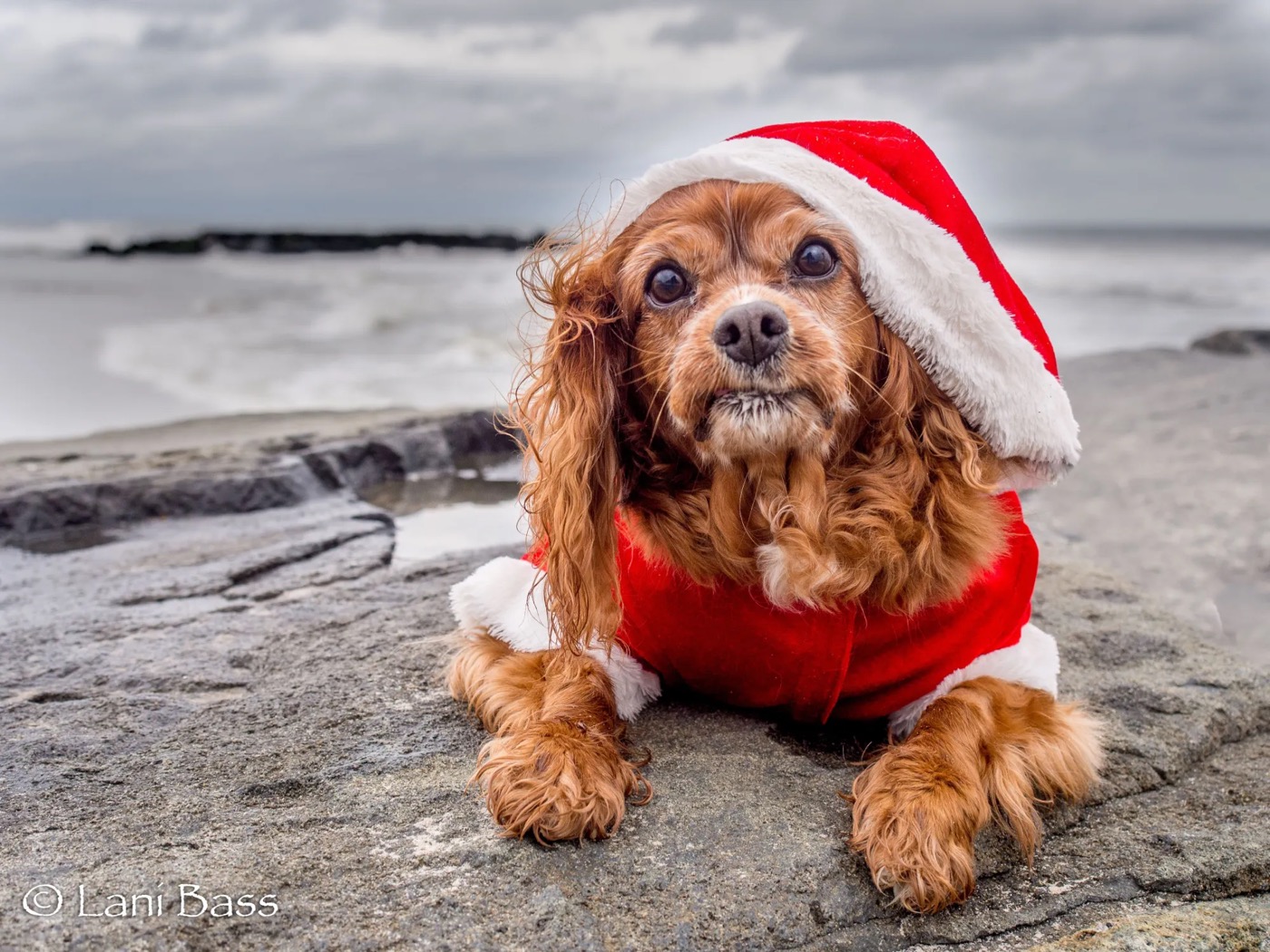 Sparky in a Santa hat and suit lying on a beach rock under grey clouds.
